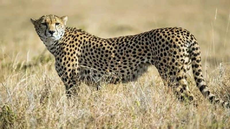 Congress Nana Patole sees a link between lumpy virus rehomed cheetahs to blame Centre