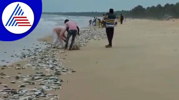 millions of sardine fish found in malpe beach gow millions of sardine fish found in malpe beach gow
