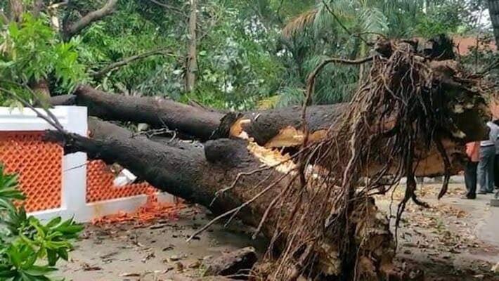 While cutting a tree fell on his body and the labourer died in Cherthala While cutting a tree fell on his body and the labourer died in Cherthala