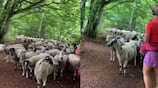 Hundreds of sheep follow woman running on trail in France see Viral video KPZ
