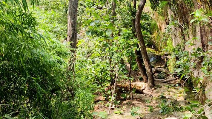 Five Year old boy Suman found at Forest in badvel Five Year old boy Suman found at Forest in badvel