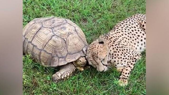 viral Video clip on social media that shows a cheetah playing with a tortoise in a park apa viral Video clip on social media that shows a cheetah playing with a tortoise in a park apa