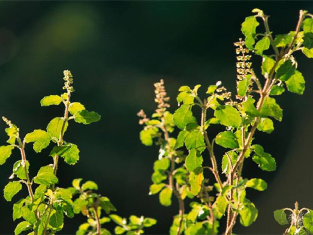 How is Tulsi or Holy Basil used for medicinal purpose Here are 6