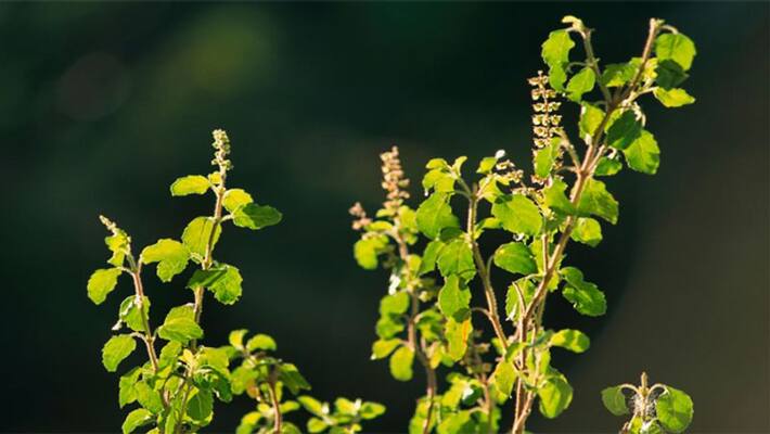 Health tips: benefits of basil seeds, know how to use it dva Health tips: benefits of basil seeds, know how to use it dva