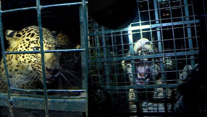 Leopard trapped in forest departments cage at idukki Leopard trapped in forest departments cage at idukki