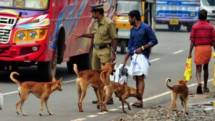 Special Vaccination for Govt Officials who dealing with stray dogs Special Vaccination for Govt Officials who dealing with stray dogs
