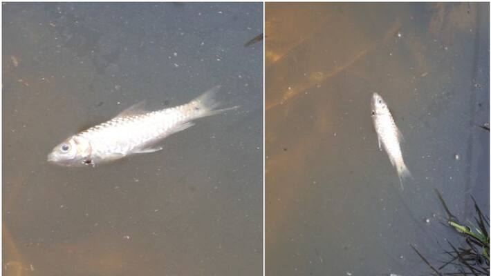 fishes found dead in Ditch at pazhoor fishes found dead in Ditch at pazhoor