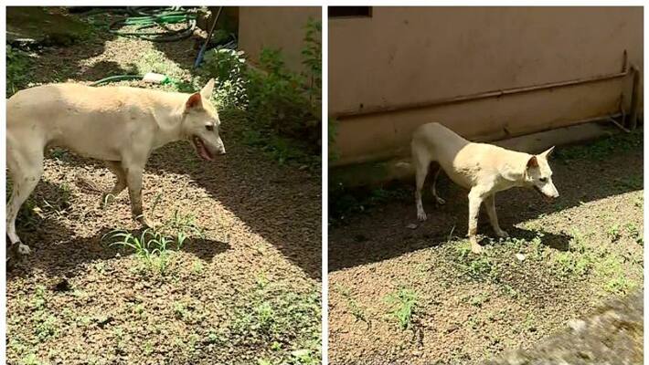 rabies suspected dog dies who entered house compound in pathanamthitta rabies suspected dog dies who entered house compound in pathanamthitta