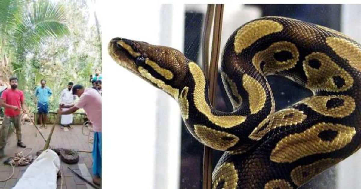 11 കോഴികളെ അകത്താക്കിയ പെരുമ്പാമ്പ് പിടിയിൽ, ഭീമന്റെ ഭാരം 50 കിലോയിലധികം