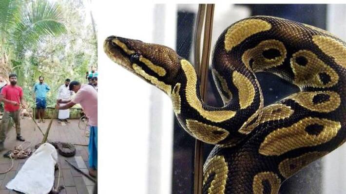 python caught in Malappuram which is eat 11 chicken python caught in Malappuram which is eat 11 chicken