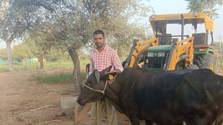 sikar news engineer did funeral of cows died of lumpy virus people praising him asc sikar news engineer did funeral of cows died of lumpy virus people praising him asc