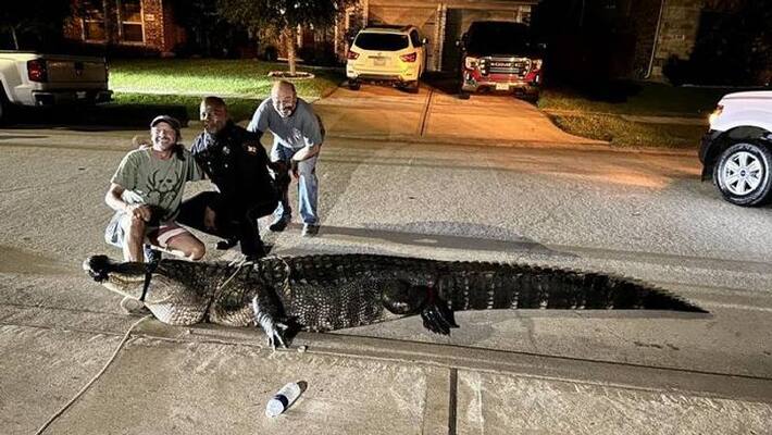 massive alligator on road removed with the help of tow truck massive alligator on road removed with the help of tow truck