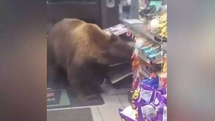 hungry bear in supermarket hungry bear in supermarket
