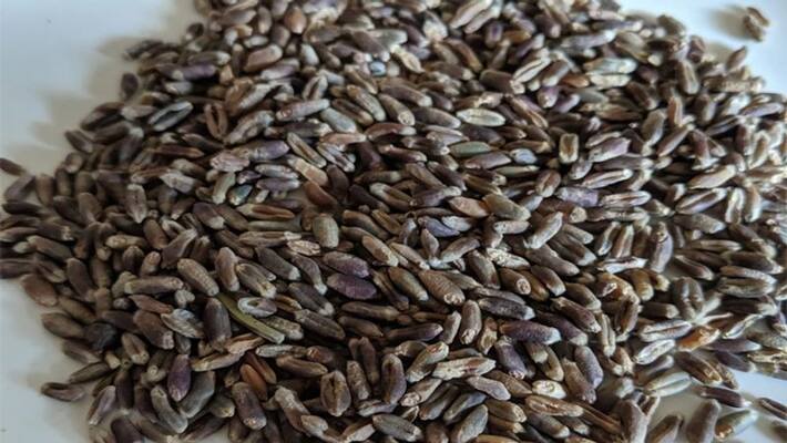 Health tips no the benefit of black wheat dva Health tips no the benefit of black wheat dva