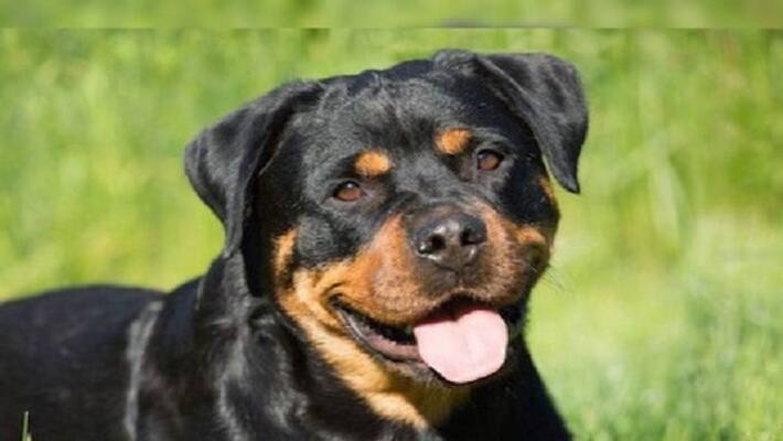 Ghaziabad Pet Rottweiler breed dog attacked young man doctor had to give so many injections during treatment Ghaziabad Pet Rottweiler breed dog attacked young man doctor had to give so many injections during treatment