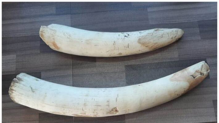 incident of seizure of ivory from kattapana one of the accused is under arrest incident of seizure of ivory from kattapana one of the accused is under arrest