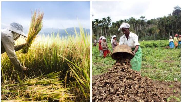 Paddy farmers and ginger farmers in distress Paddy farmers and ginger farmers in distress