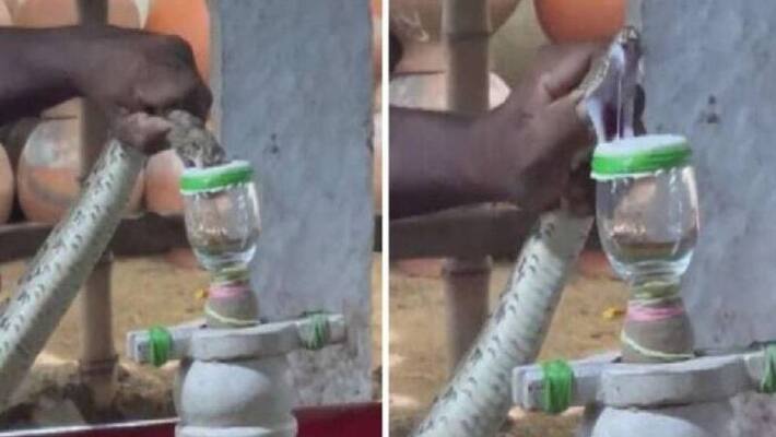 man collecting venom from snake man collecting venom from snake