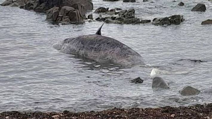 dead sperm whales found dead sperm whales found