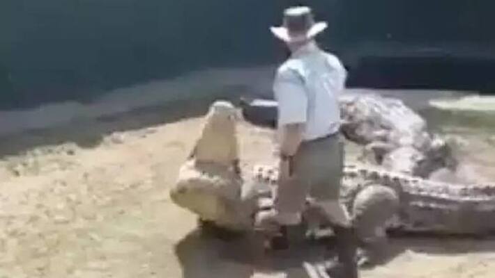 Giant crocodile bites handler Giant crocodile bites handler