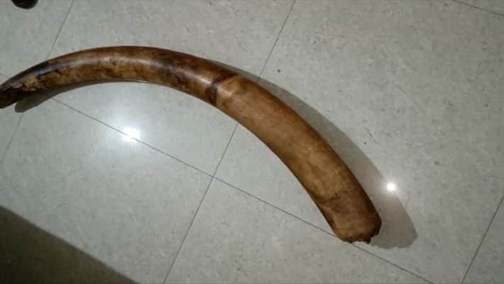 Another accused arrested in the case of seizure of ivory from Kattappana Another accused arrested in the case of seizure of ivory from Kattappana