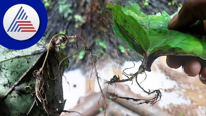 A root in a betel leaf kept in prayer to Koragajja in Sullia san A root in a betel leaf kept in prayer to Koragajja in Sullia san