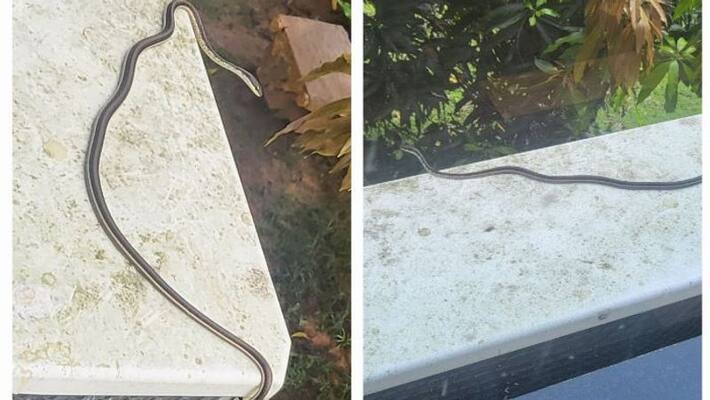 IPS officer Arun Bothra shared two pics of a snake sneaking into a gym apa IPS officer Arun Bothra shared two pics of a snake sneaking into a gym apa