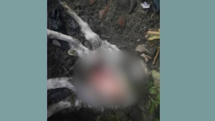 Goats attacked in Mannar Goats attacked in Mannar