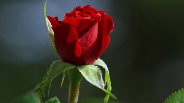 happy rose day 2023 importance and significance rose day rse happy rose day 2023 importance and significance rose day rse