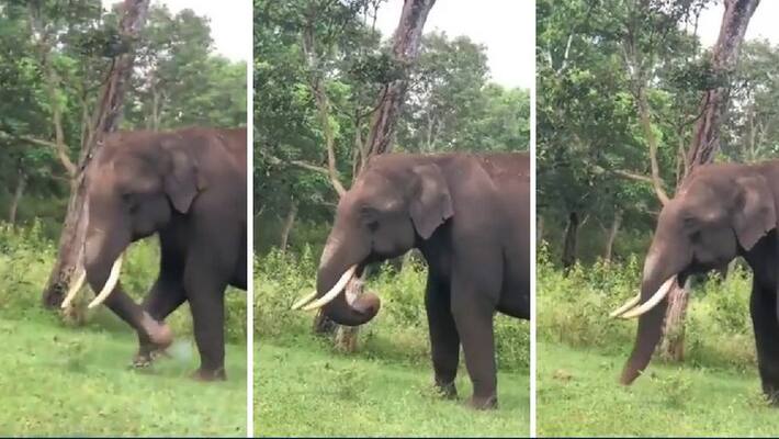 wild elephant eating plastic in nilgir forest,video goes viral akb wild elephant eating plastic in nilgir forest,video goes viral akb