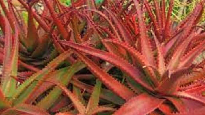 Durga Puja 2022 To take care of skin and hair together use red aloevera BDD Durga Puja 2022 To take care of skin and hair together use red aloevera BDD