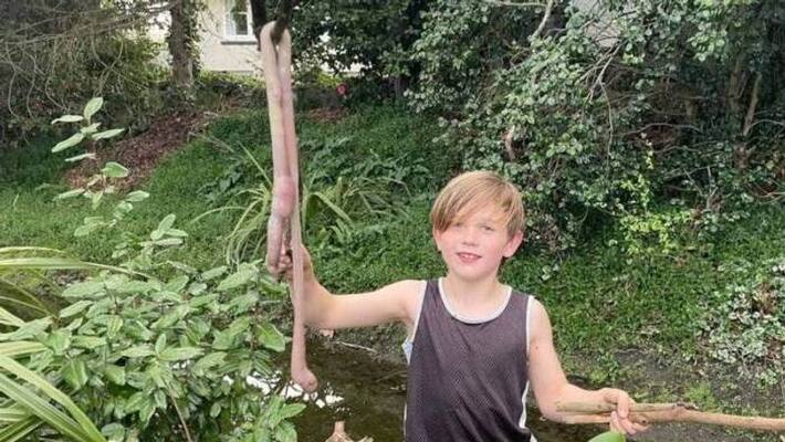 three foot earthworm found three foot earthworm found