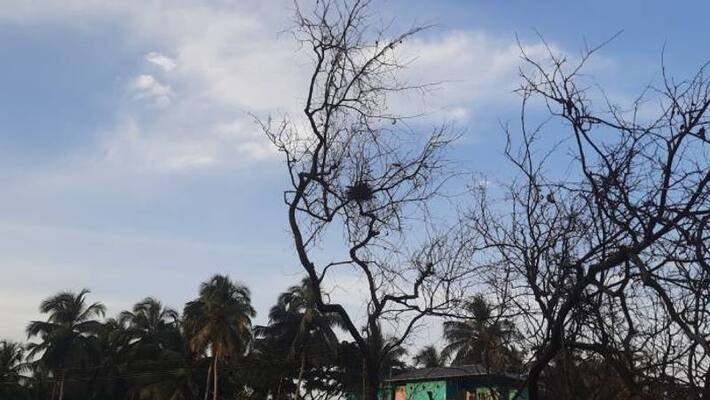 birds again makes nest in the branches of the tree that cut for highway development birds again makes nest in the branches of the tree that cut for highway development