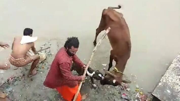 kanpur pitbull dog attacked on cow video viral on social media kanpur pitbull dog attacked on cow video viral on social media