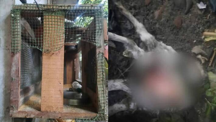 birds and goat attacked in alappuzha mannar birds and goat attacked in alappuzha mannar