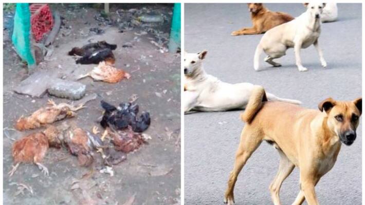 people are in fear in alappuzha mannar due to stray dogs people are in fear in alappuzha mannar due to stray dogs