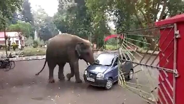 in Assam Elephant takes Santro for a spin a car like toy apa in Assam Elephant takes Santro for a spin a car like toy apa