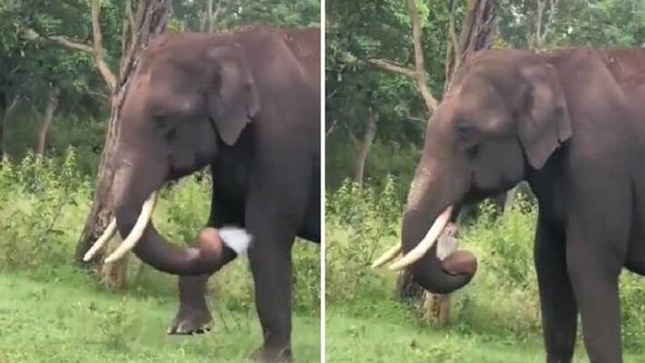 Elephant tries to eat plastic Elephant tries to eat plastic
