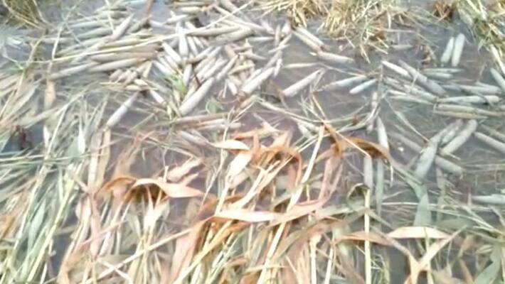 rajasthan weather news due to heavy rainfall many crops destroyed villagers in tension how to pay loan asc rajasthan weather news due to heavy rainfall many crops destroyed villagers in tension how to pay loan asc