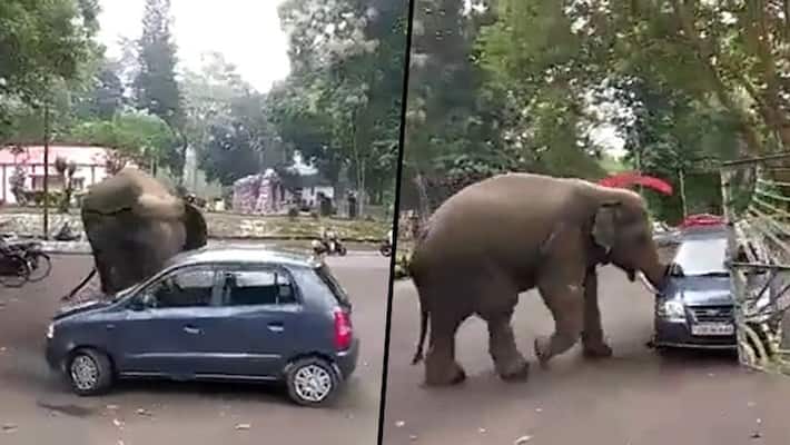 Elephant moves hatchback car like a toy; watch viral video from Assam - gps Elephant moves hatchback car like a toy; watch viral video from Assam - gps