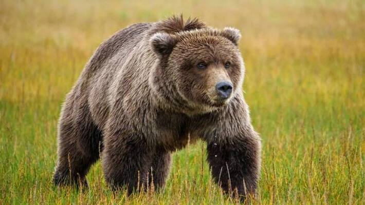 two women workers injured in bear attack in idukki two women workers injured in bear attack in idukki