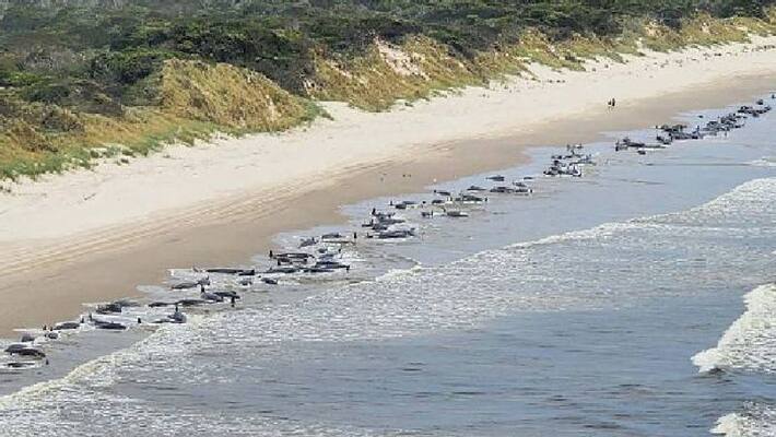 230 whales stranded in Tasmania 230 whales stranded in Tasmania