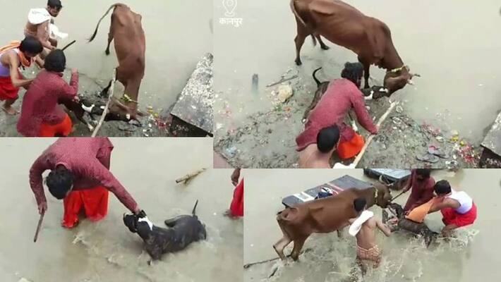 Pitbull Dog attacks on cow in Sirsha ghat, Kanpur video goes viral akb Pitbull Dog attacks on cow in Sirsha ghat, Kanpur video goes viral akb