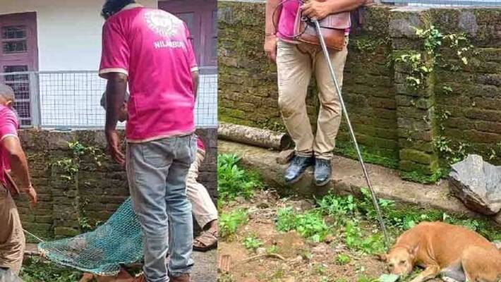 stray dog attacked while giving birth in Malappuram stray dog attacked while giving birth in Malappuram