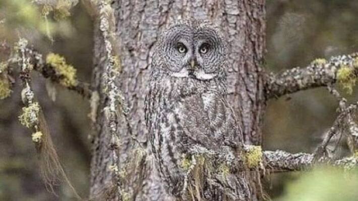 optical illusion Viral photo of owl hide in tree like its eyes goes viral Internet Stuns apa optical illusion Viral photo of owl hide in tree like its eyes goes viral Internet Stuns apa