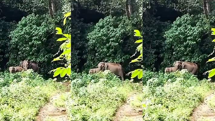 Mother elephant selutes forest guard after they Reunited With Its Calf akb Mother elephant selutes forest guard after they Reunited With Its Calf akb