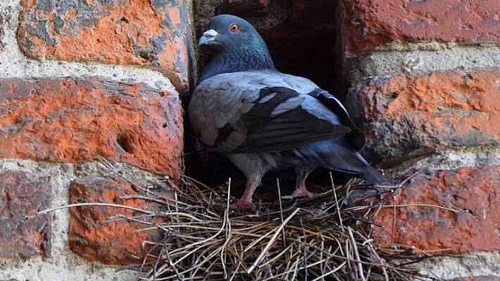 Is There A Nest Of Pigeon In Your House Too, So You Are Getting This Sign bpsb Is There A Nest Of Pigeon In Your House Too, So You Are Getting This Sign bpsb