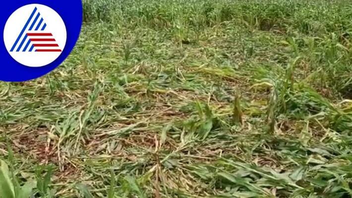 Ballari Farmers disappointed against the officials who did not come to the rain loss survey gow Ballari Farmers disappointed against the officials who did not come to the rain loss survey gow