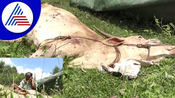 1057 cattle died skin disease in the district of shimoga rav 1057 cattle died skin disease in the district of shimoga rav