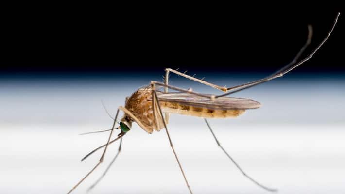 how can we identify chikungunya and dengue fever how can we identify chikungunya and dengue fever